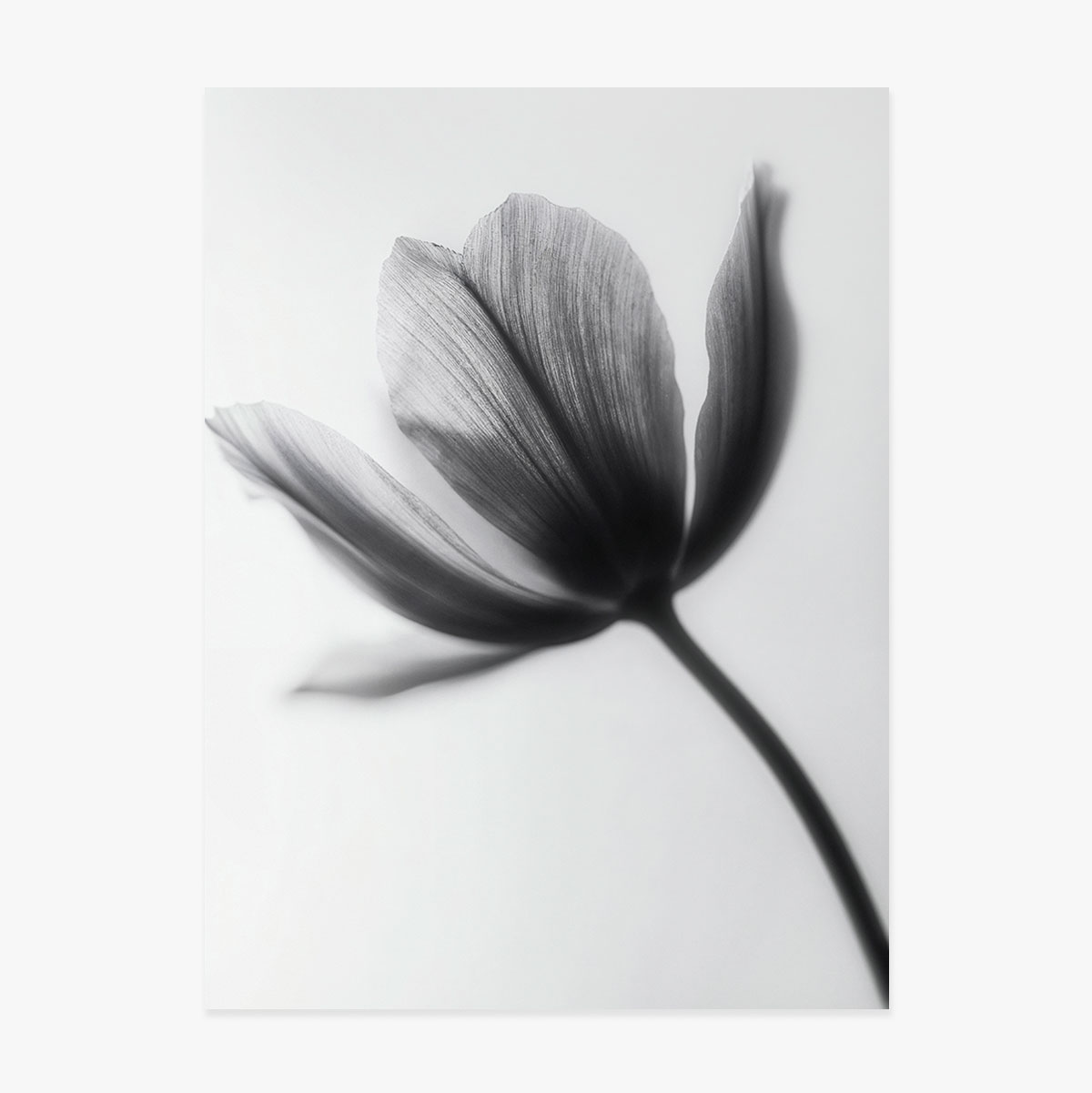 Poster „Schwarz-weiße Blume“