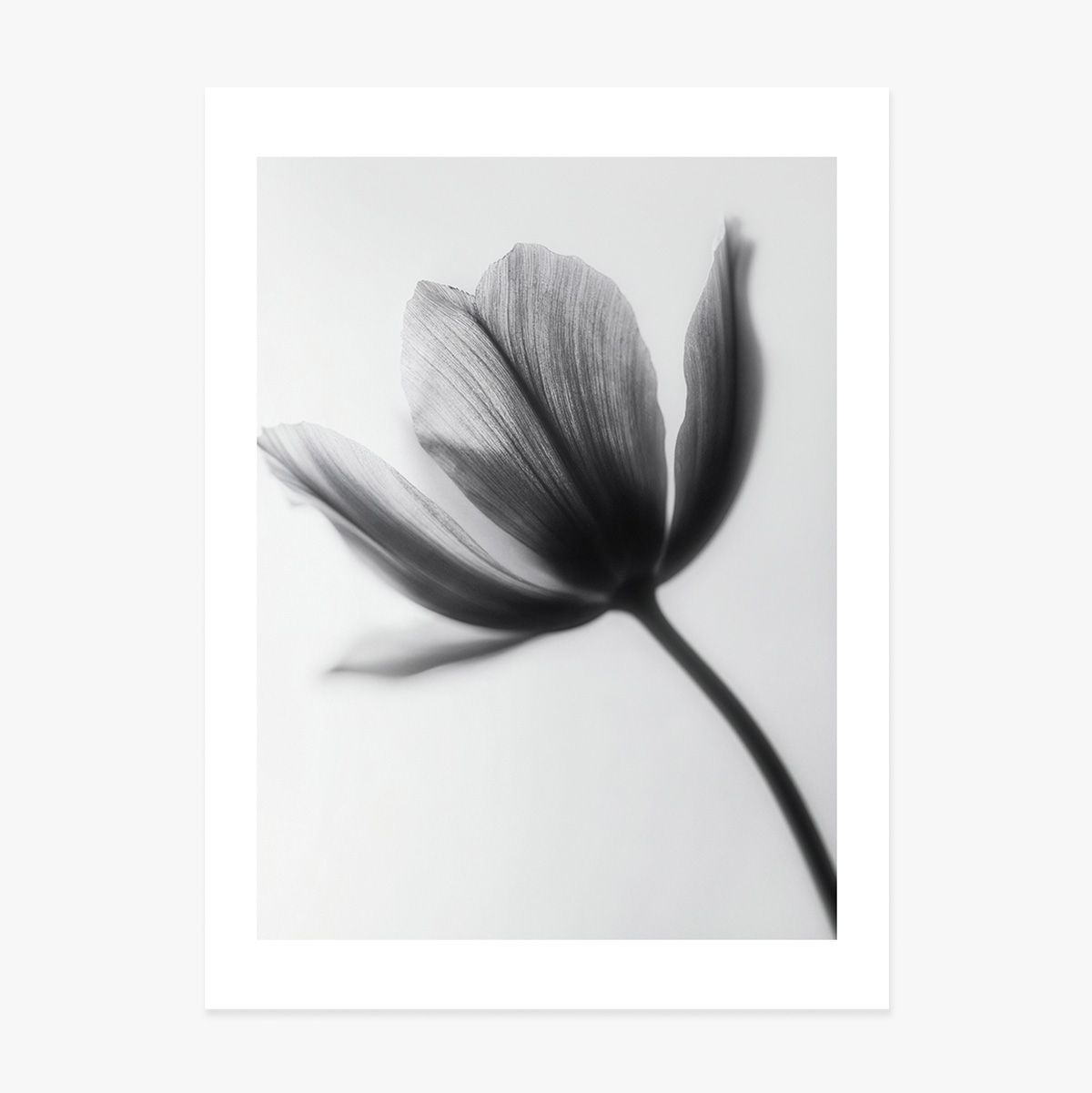 Poster „Schwarz-weiße Blume“