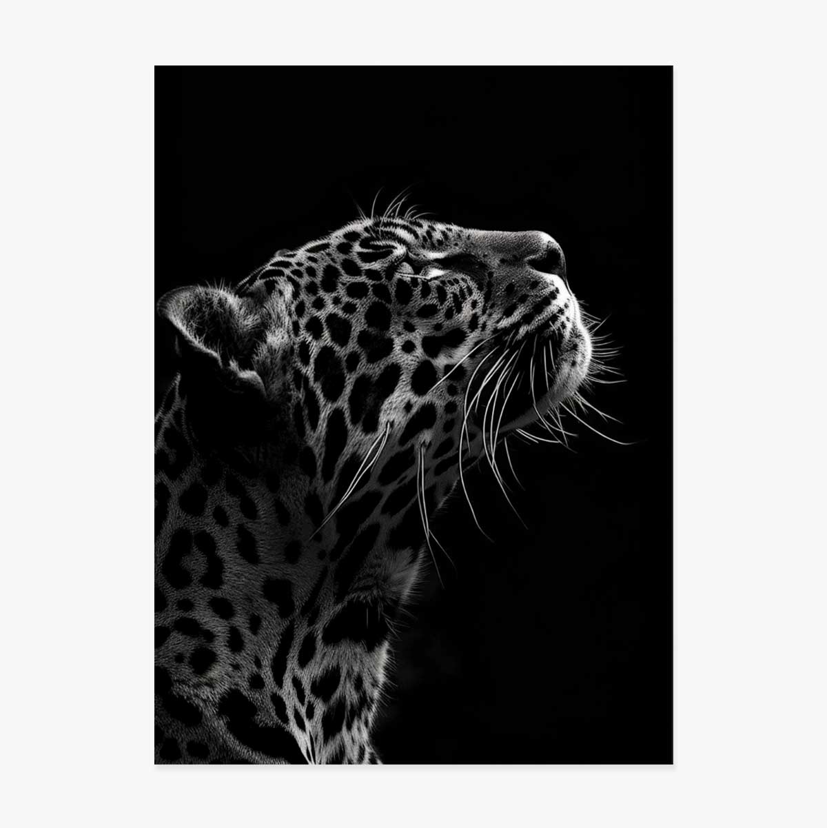 Poster „Black and White Jaguar“