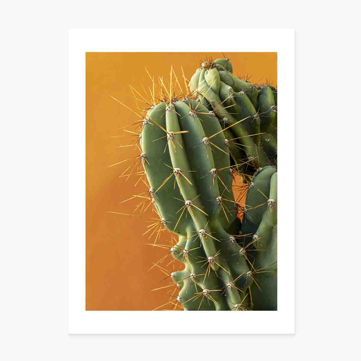 Poster „Kaktus“ mit buntem Hintergrund