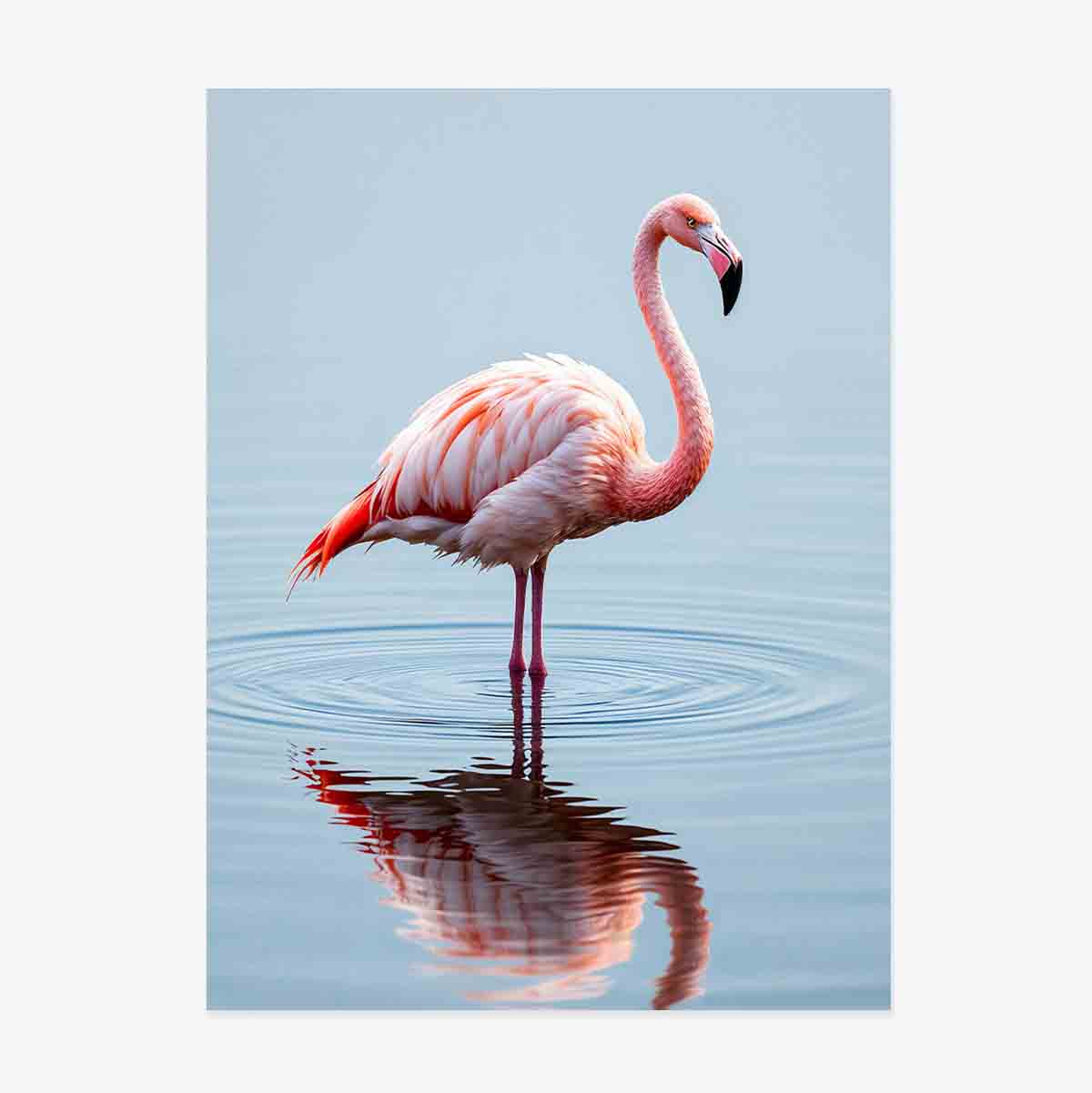 Flamingo-Poster