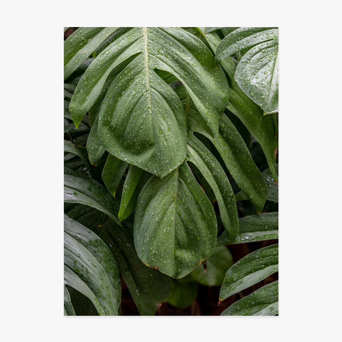 Monstera-Poster