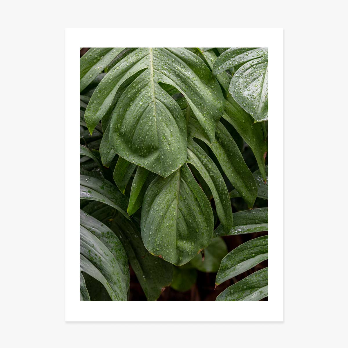 Monstera-Poster