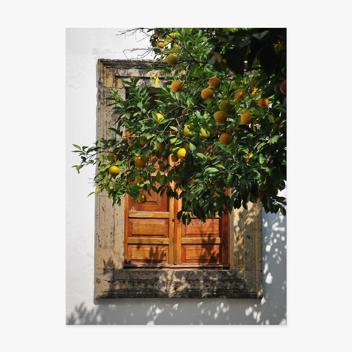 Poster „Orangenbaum“