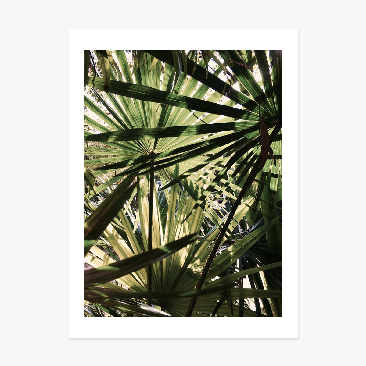 Poster mit Palme
