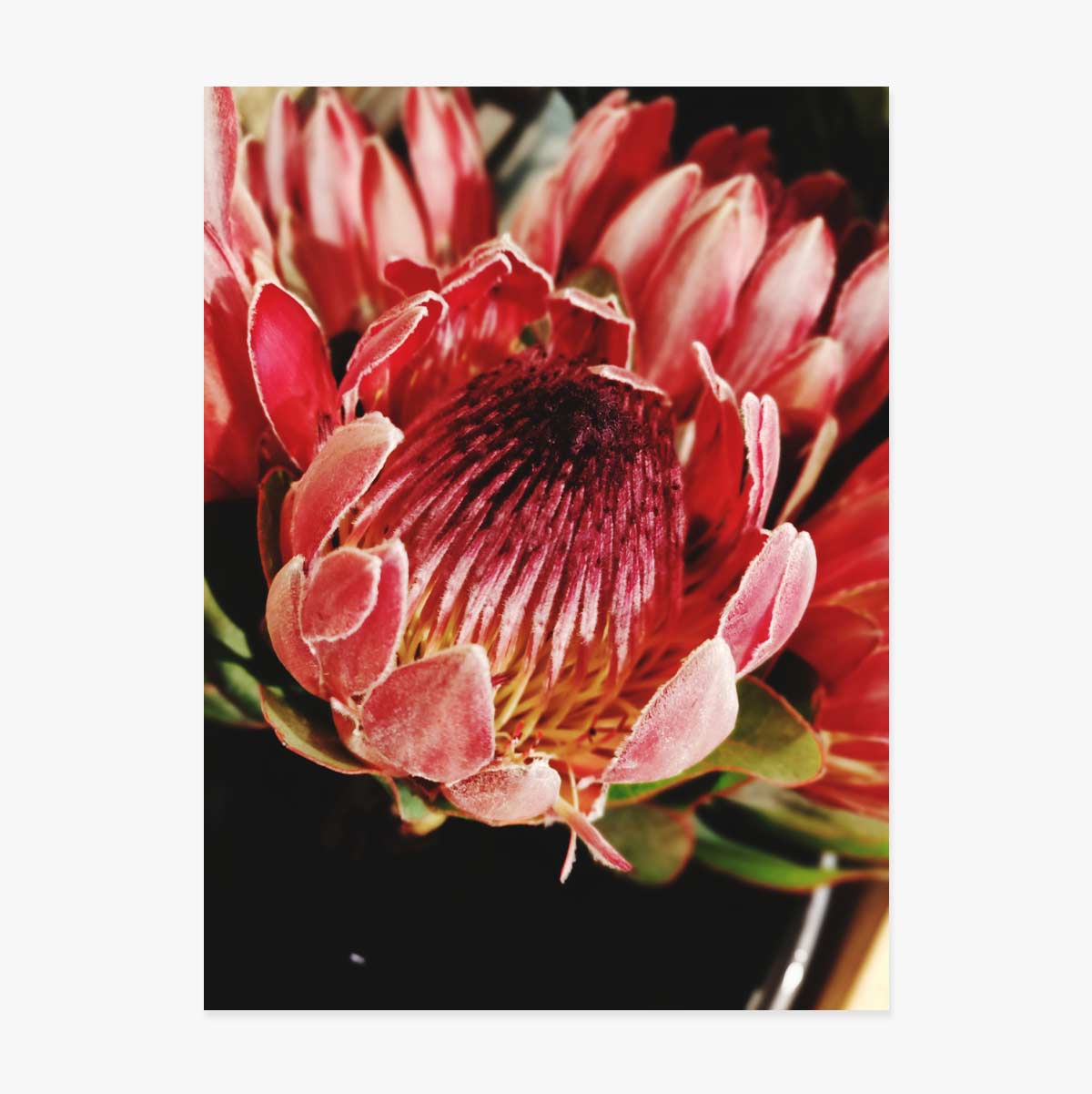 Poster „Rote Blume“