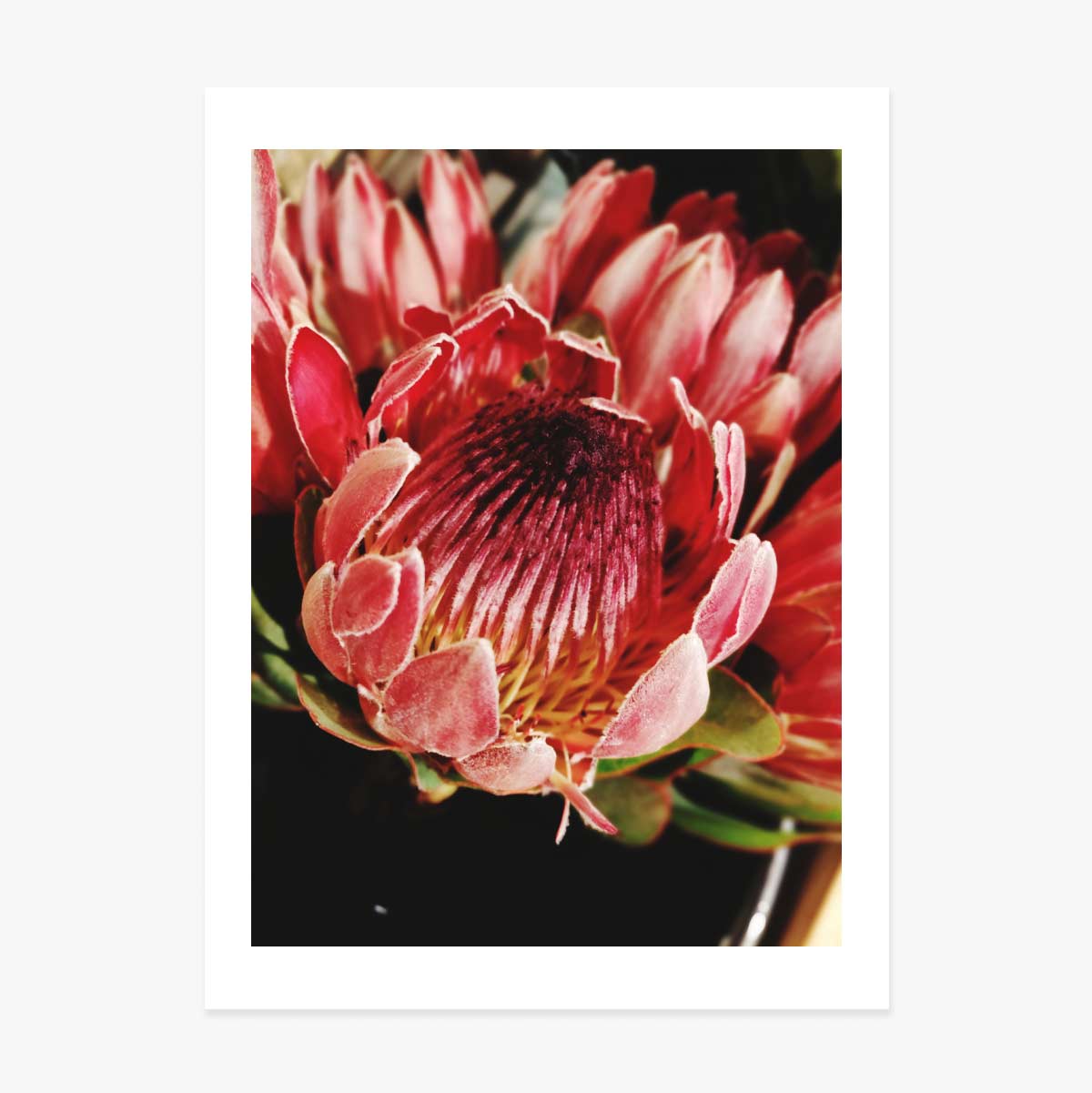 Poster „Rote Blume“