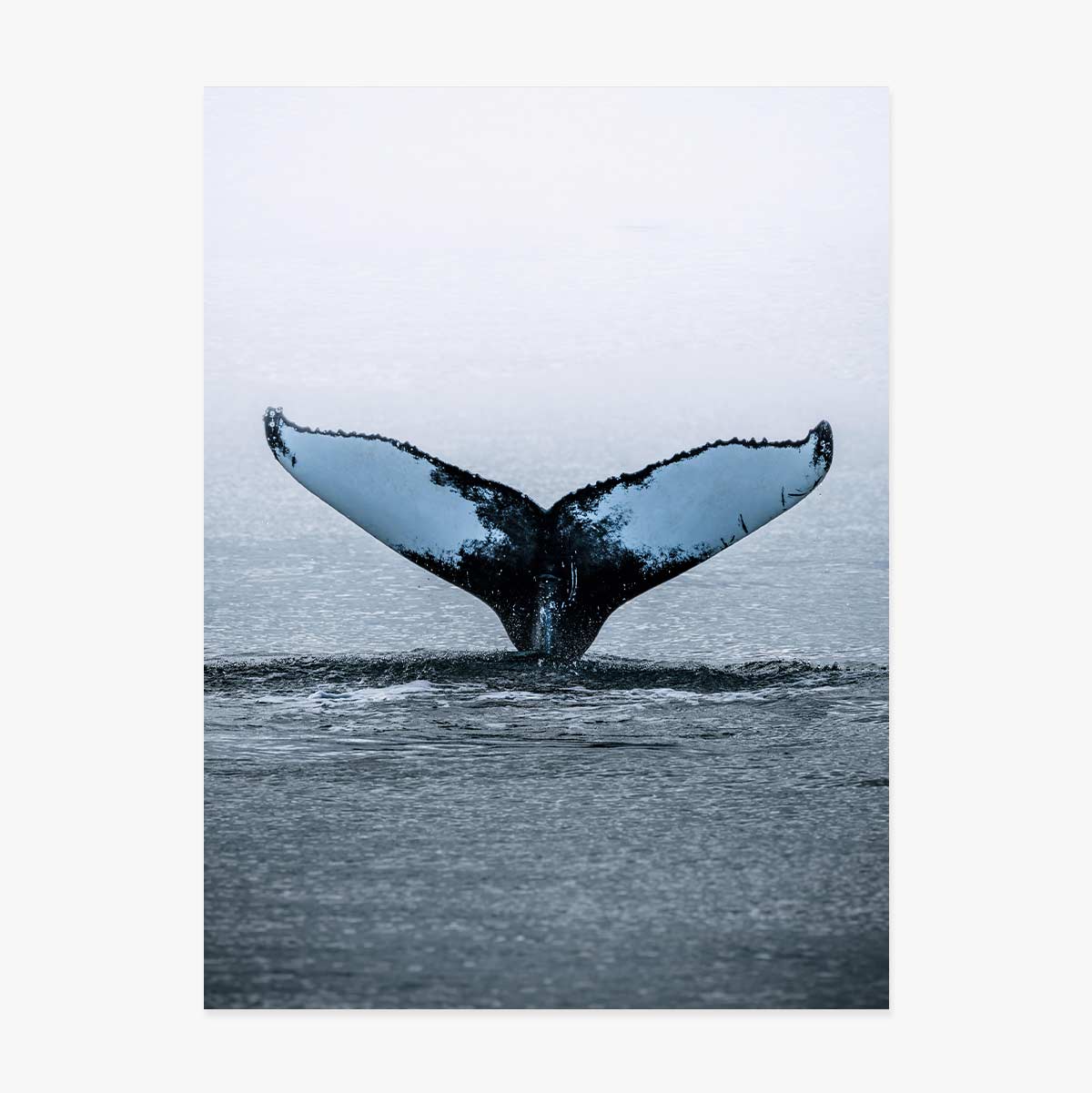 Poster „Whale Tail“