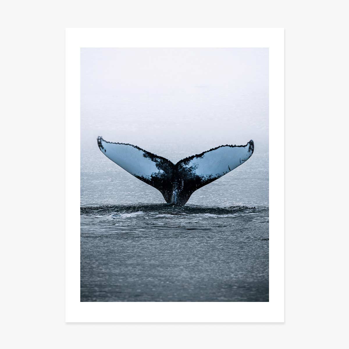 Poster „Whale Tail“