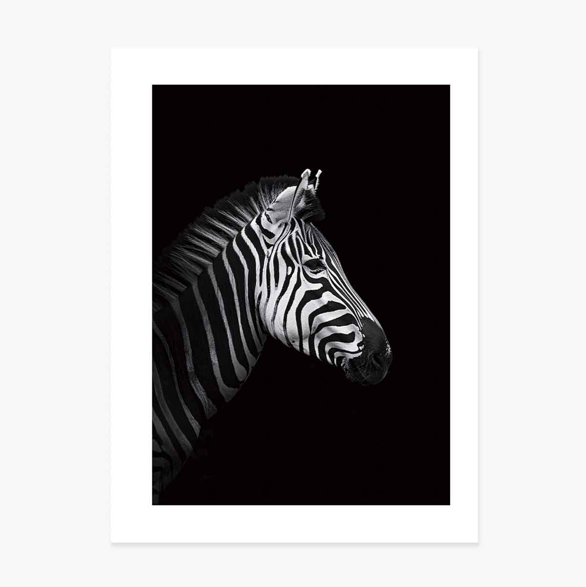 Zebra-Poster